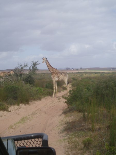 KeHa_in_South_Africa - 218